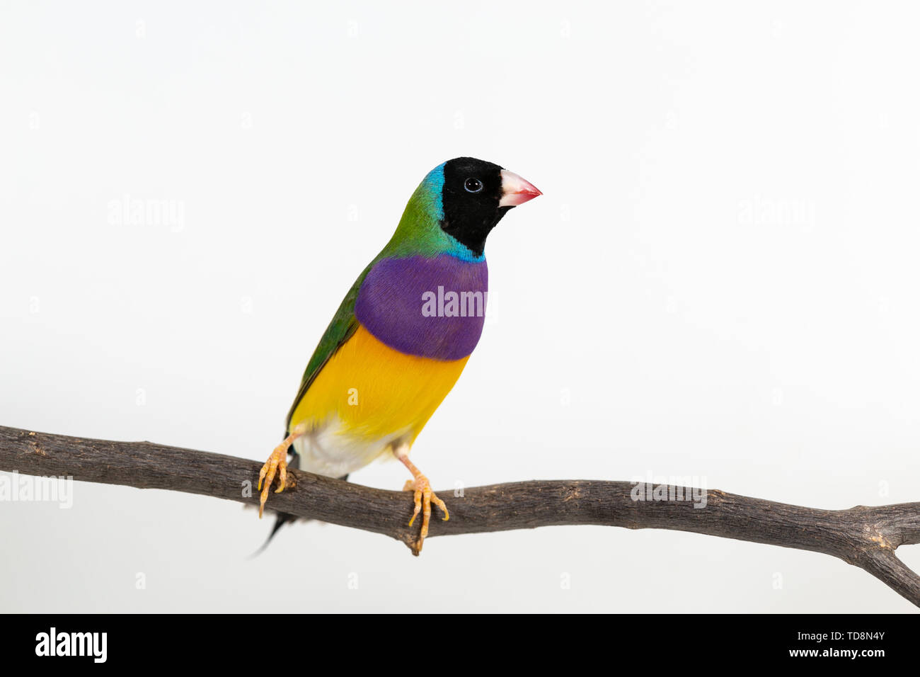 Gouldian finch colorés Oiseau (Erythrura gouldiae) sur fond blanc Banque D'Images