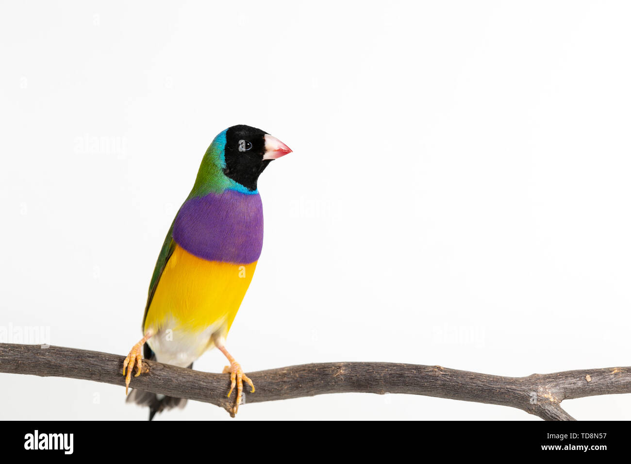 Gouldian finch colorés Oiseau (Erythrura gouldiae) sur fond blanc Banque D'Images