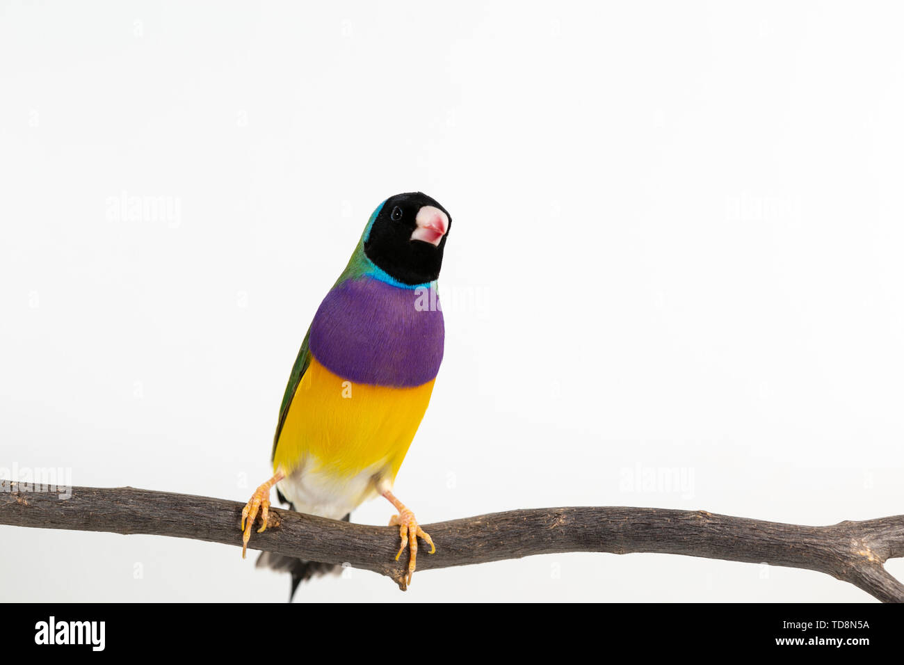 Gouldian finch colorés Oiseau (Erythrura gouldiae) sur fond blanc Banque D'Images