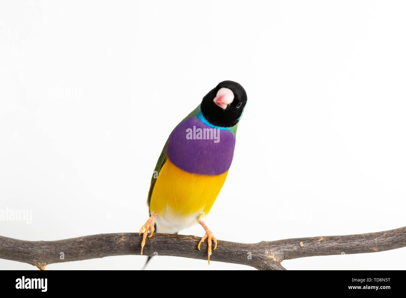 Gouldian finch colorés Oiseau (Erythrura gouldiae) sur fond blanc Banque D'Images