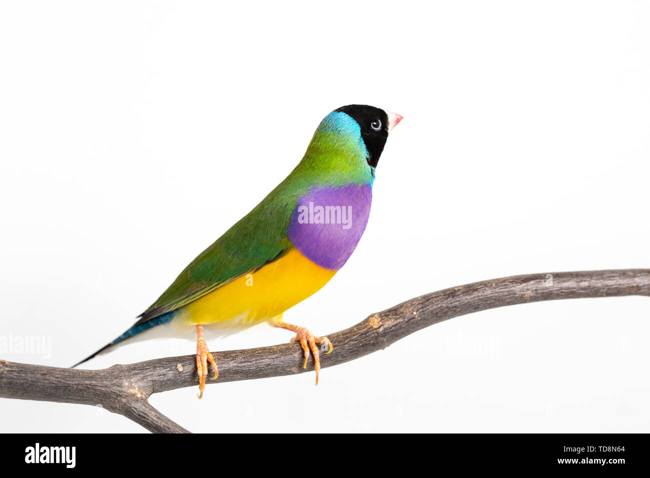 Gouldian finch colorés Oiseau (Erythrura gouldiae) sur fond blanc Banque D'Images