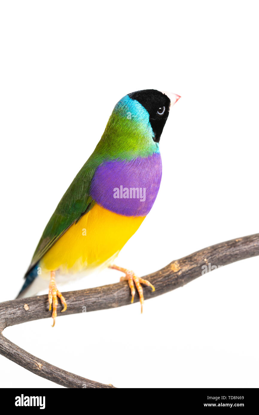 Gouldian finch colorés Oiseau (Erythrura gouldiae) sur fond blanc Banque D'Images