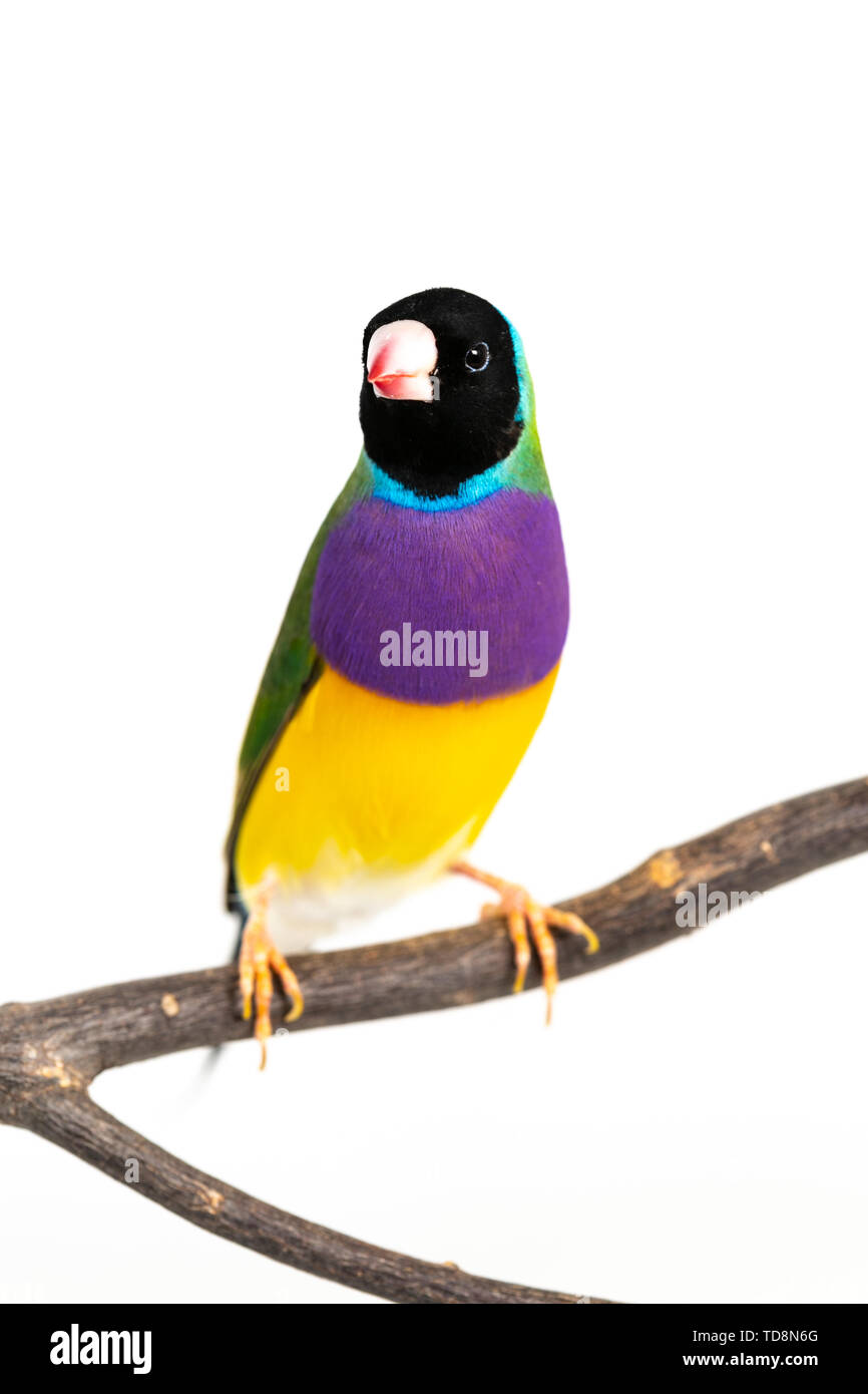 Gouldian finch colorés Oiseau (Erythrura gouldiae) sur fond blanc Banque D'Images