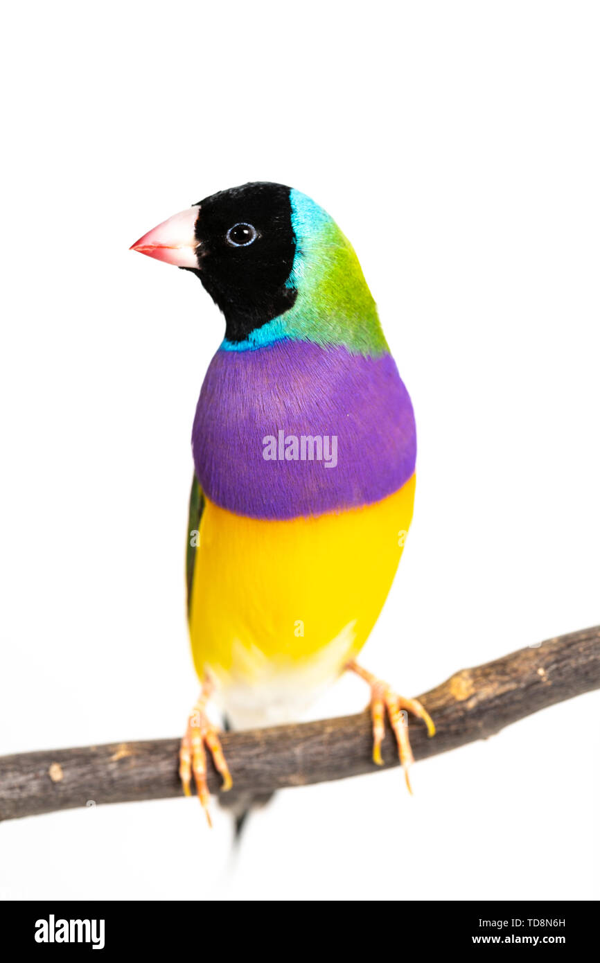Gouldian finch colorés Oiseau (Erythrura gouldiae) sur fond blanc Banque D'Images