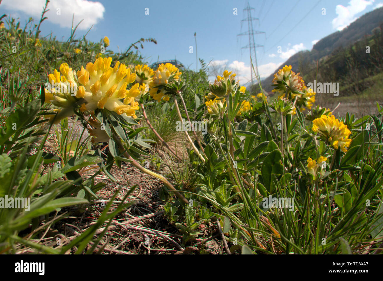 Anthyllis vulneraria ; commun kidnex la vesce de pâturage près de Flums, Alpes Suisses Banque D'Images