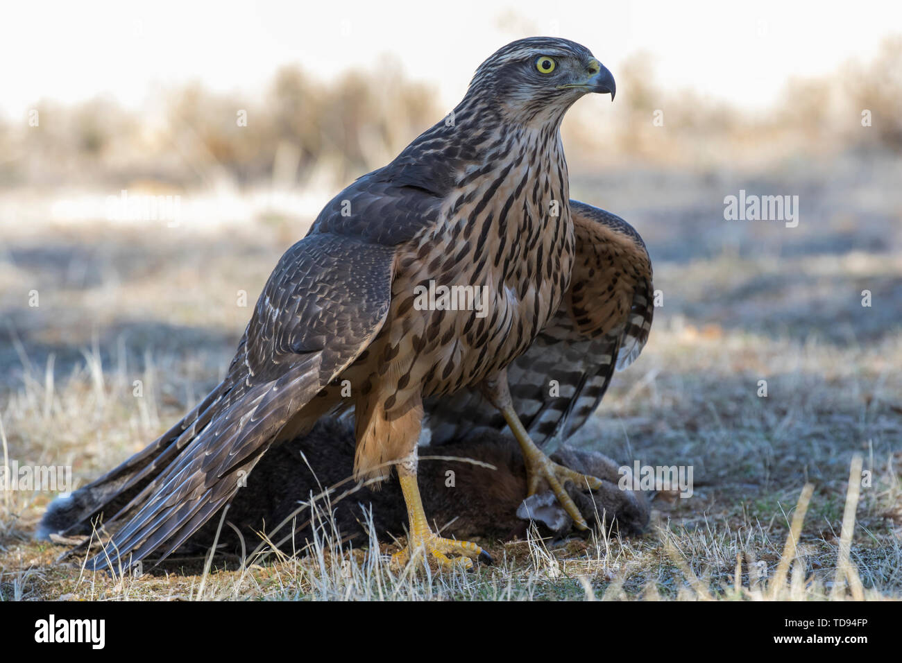 Les jeunes, autour des palombes Accipiter gentilis, l'alimentation sur un lapin sur le terrain. Espagne Banque D'Images