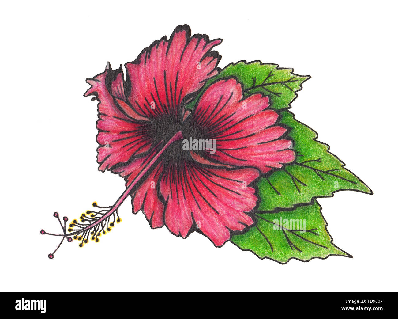 Fleur d'Hibiscus avec feuilles Banque D'Images