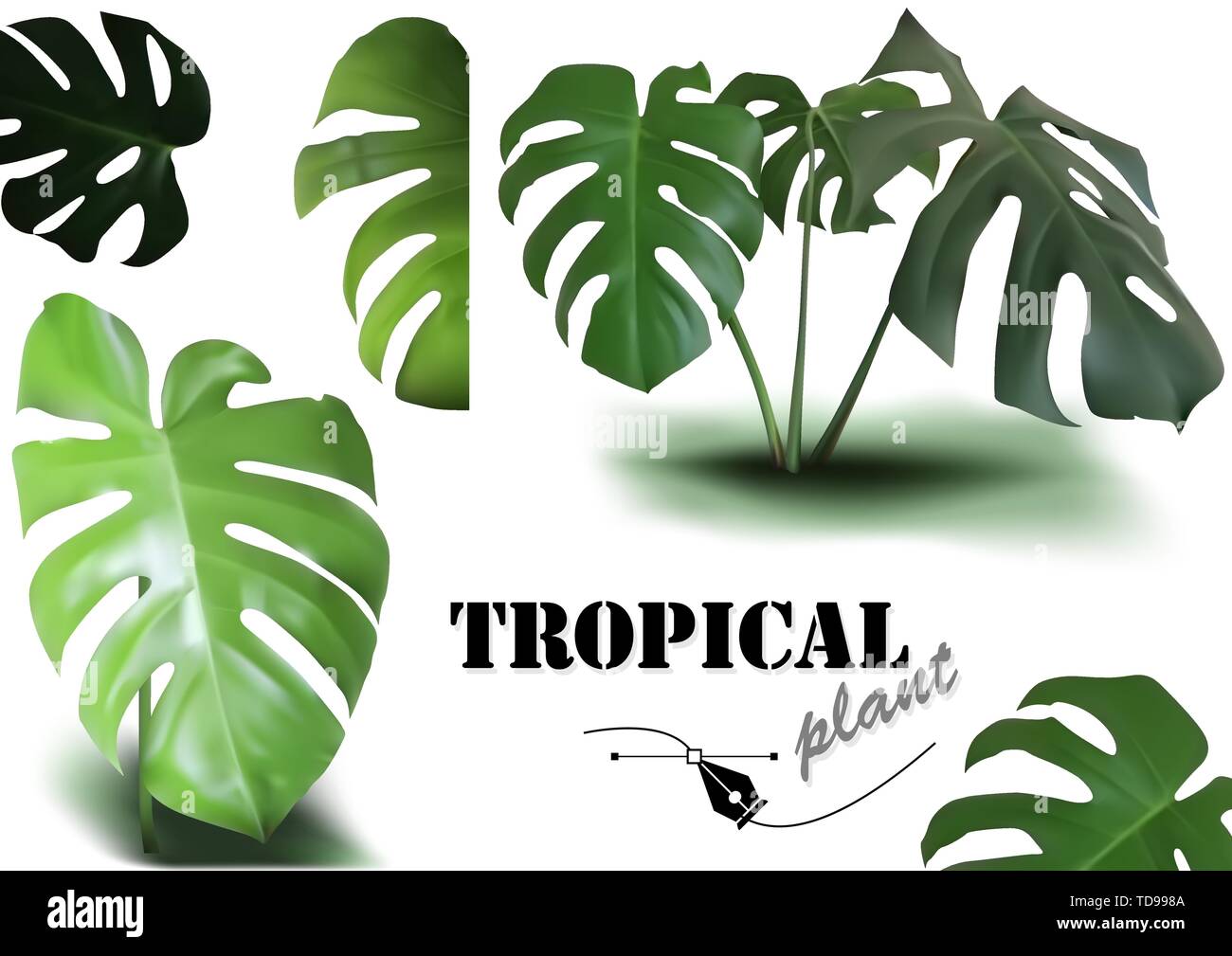 Jeu de feuilles Monstera Tropical Illustration de Vecteur