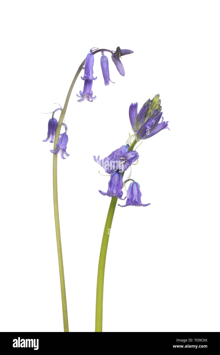 Bluebell commun, Hyacinthoides non-scripta, fleurs blanc isolé contre Banque D'Images