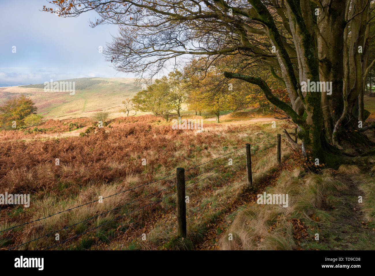 Vue automnale de Great Hill vue de Drove Road dans le paysage national de Quantock Hills, Somerset, Angleterre. Banque D'Images