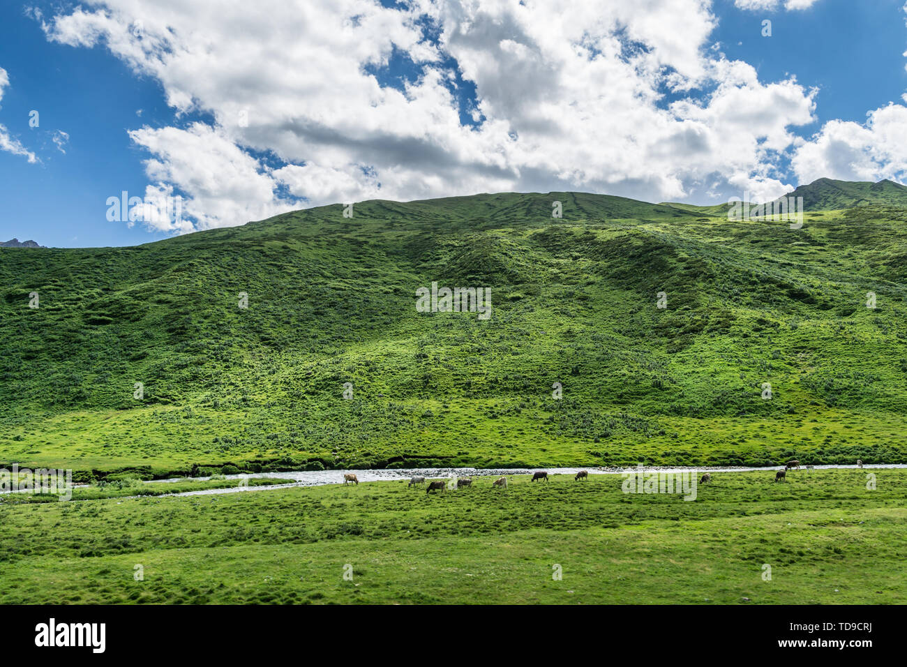 Les prairies alpines le long de la G217 Duku sous l'autoroute l'été, ciel bleu et nuages blancs dans le Xinjiang, Chine Banque D'Images
