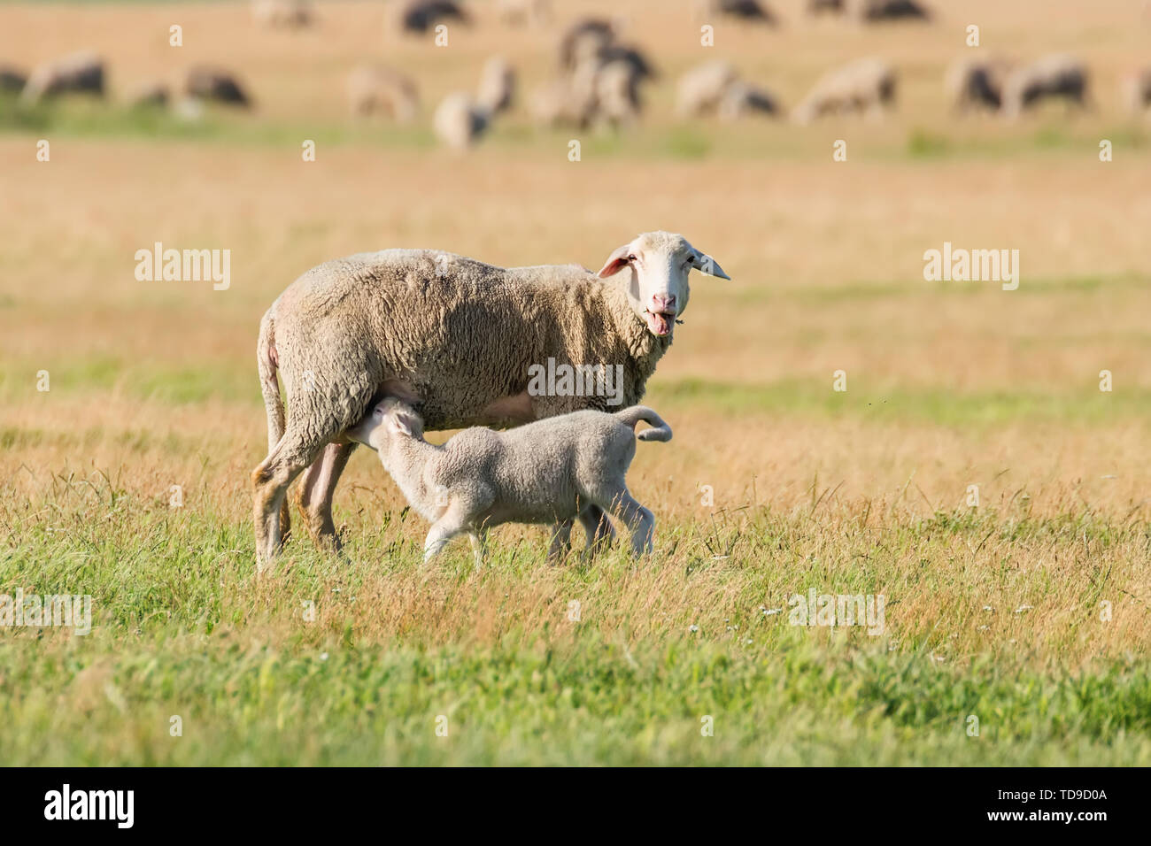 Mouton et Agneau sur une ferme d'élevage Banque D'Images