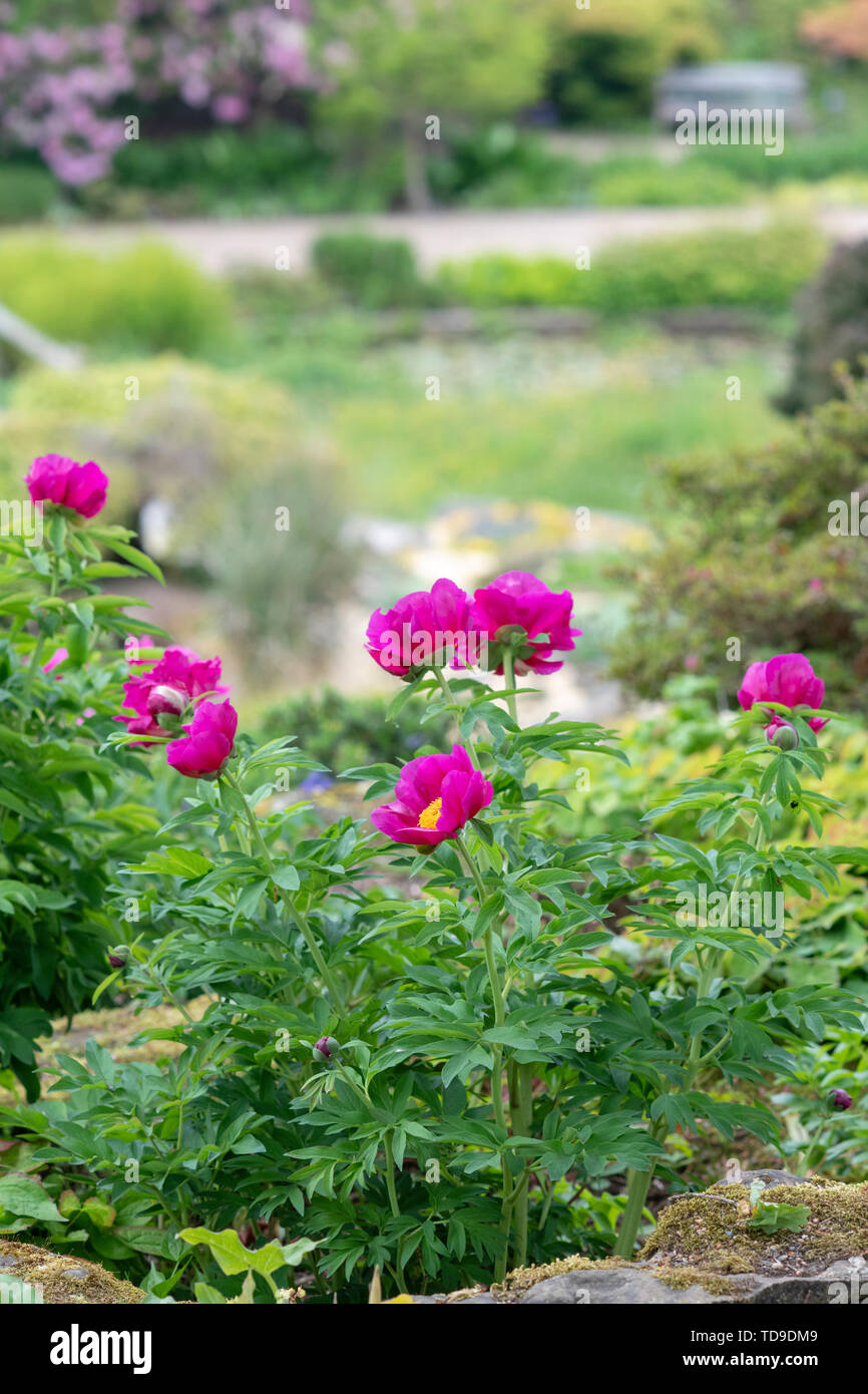 Paeonia. Pivoine rose à fleurs RHS Wisley Gardens, Surrey, UK Banque D'Images