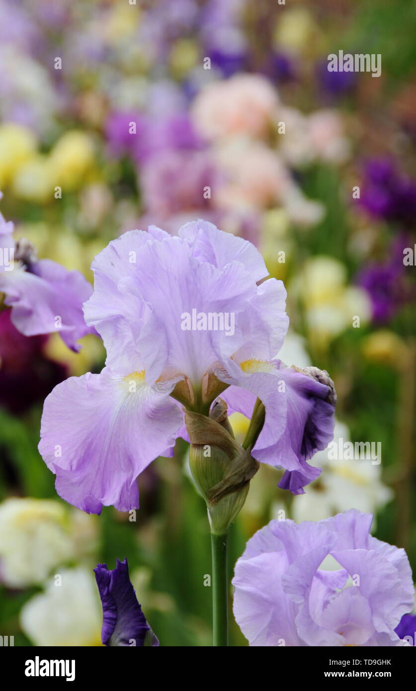 Affichage mixte de haut irisies barbu dans un jardin border - mai Banque D'Images