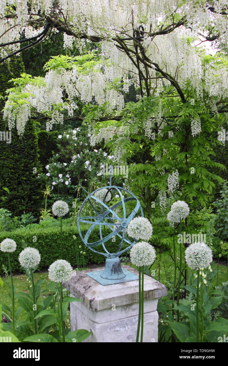 Glycine blanche 'Alba', Clematis 'Wedding Day' et blanc font partie de l'allium White Jardin à Renishaw Hall and Gardens, Derbyshire, Angleterre - Juin Banque D'Images