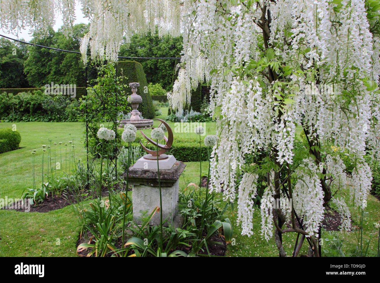 Glycine blanche 'Alba', Clematis 'Wedding Day' et blanc font partie de l'allium White Jardin à Renishaw Hall and Gardens, Derbyshire, Angleterre - Juin Banque D'Images