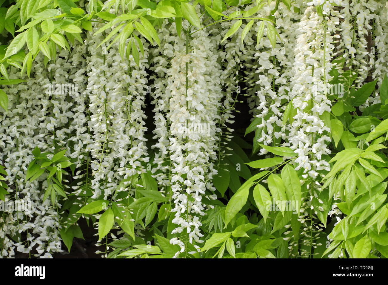 Glycine. Glycine blanche en fleurs en racèmes une Englaih jardin Banque D'Images