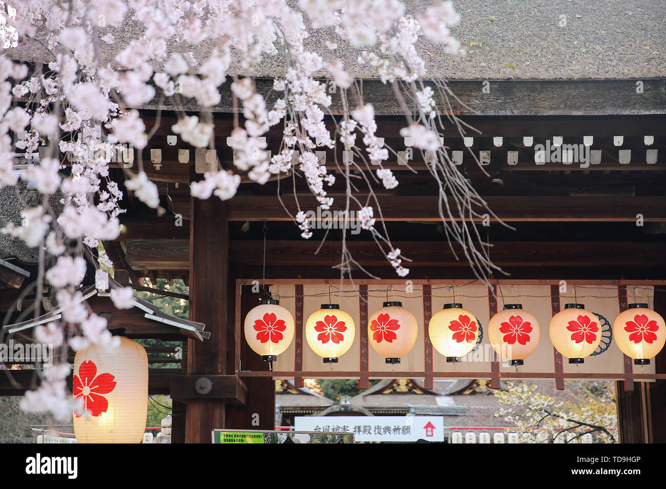 Sanctuaire Hirano Kyoto nuit cherry blossom cherry Banque D'Images