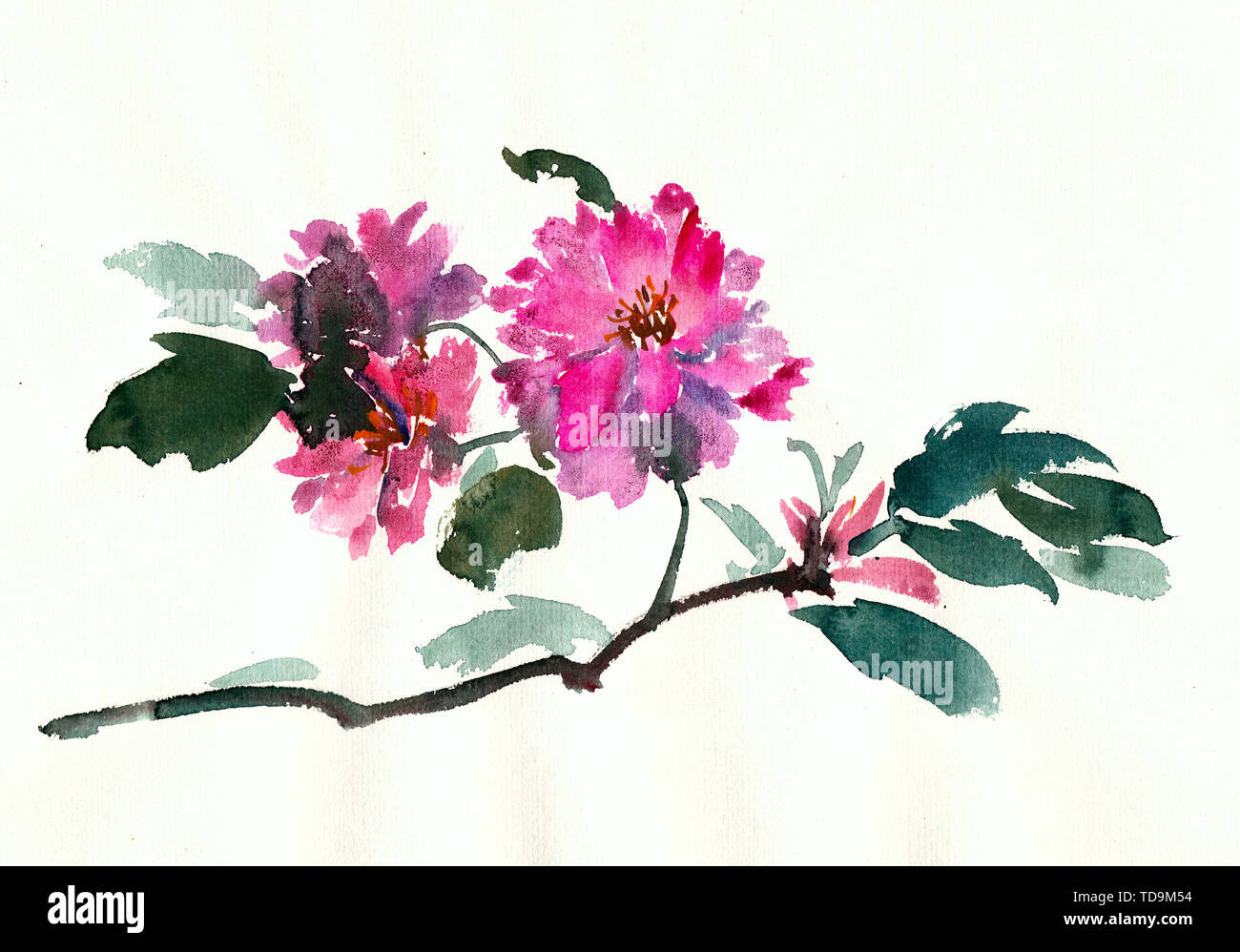 Fleurs éclatantes, fleurs, plantes, roses d'encre aquarelle peinture chinoise Banque D'Images