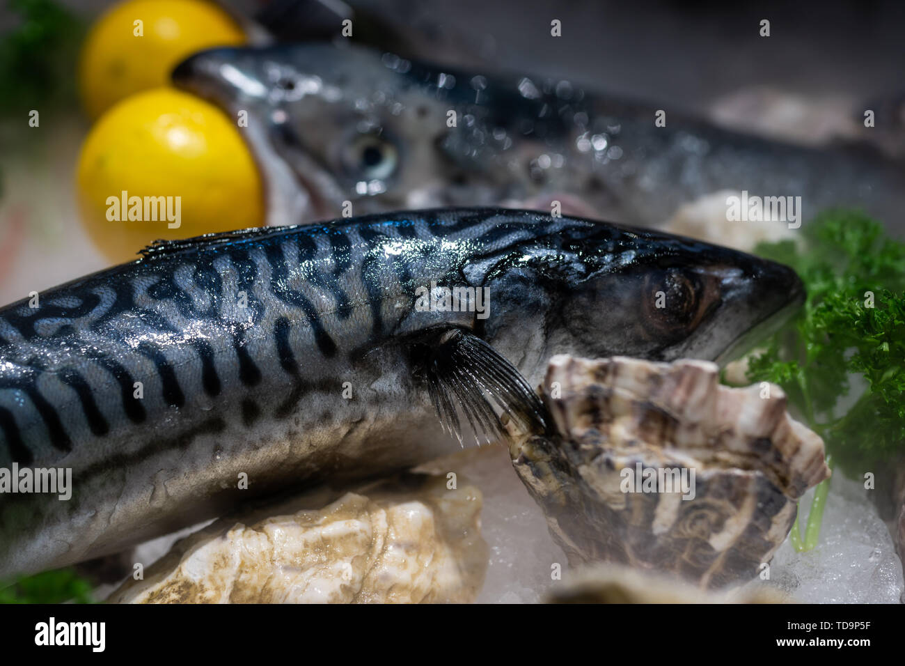 Fruits de mer poisson vert Banque D'Images