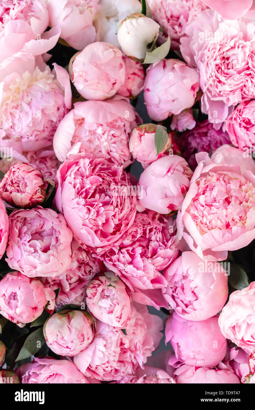 Tapis de fleurs ou de papier peint. Arrière-plan de pivoines rose. Lumière du matin dans la chambre. Belle fleur de pivoine pour catalogue ou boutique en ligne. Boutique de fleurs et Banque D'Images