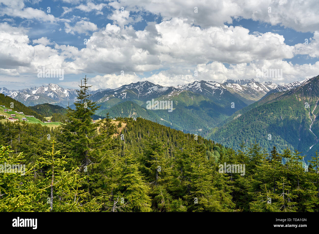 Montagnes enneigées de Kaçkar (Kackar) et pins. La photo du paysage a été prise au plateau de Sal, Rize, dans la région de Karadeniz (mer Noire) du nord-est de la Turquie. Banque D'Images