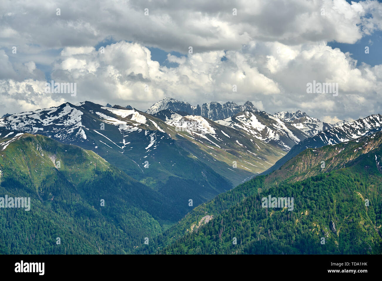 Montagnes enneigées de Kaçkar (Kackar) et pins. La photo du paysage a été prise au plateau de Sal, Rize, dans la région de Karadeniz (mer Noire) du nord-est de la Turquie. Banque D'Images