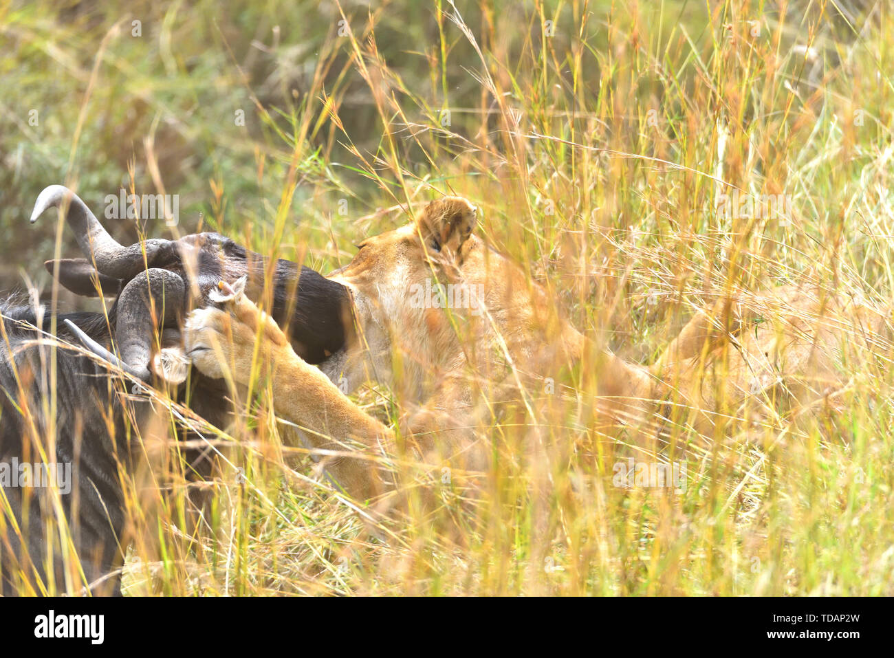 Chasse au Lion le gnou, représentée dans le Masai Mara Banque D'Images