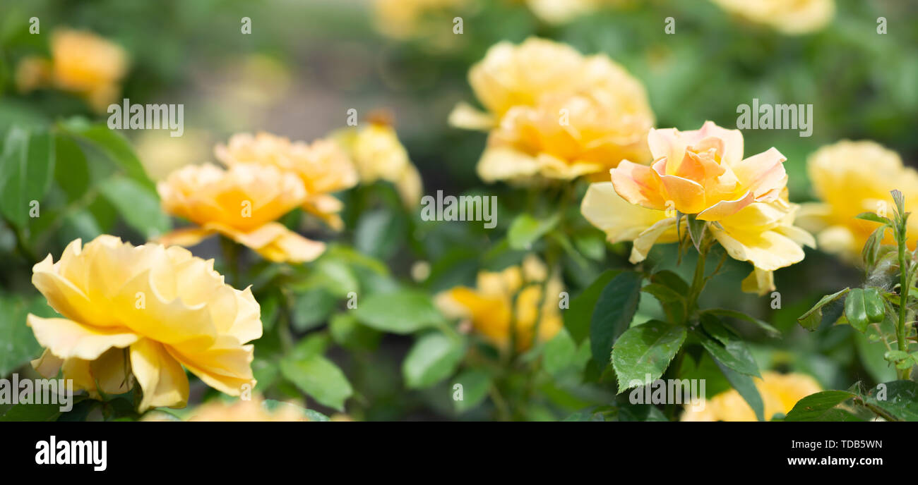 Des roses jaunes dans un jardin, sous le doux soleil du printemps Banque D'Images