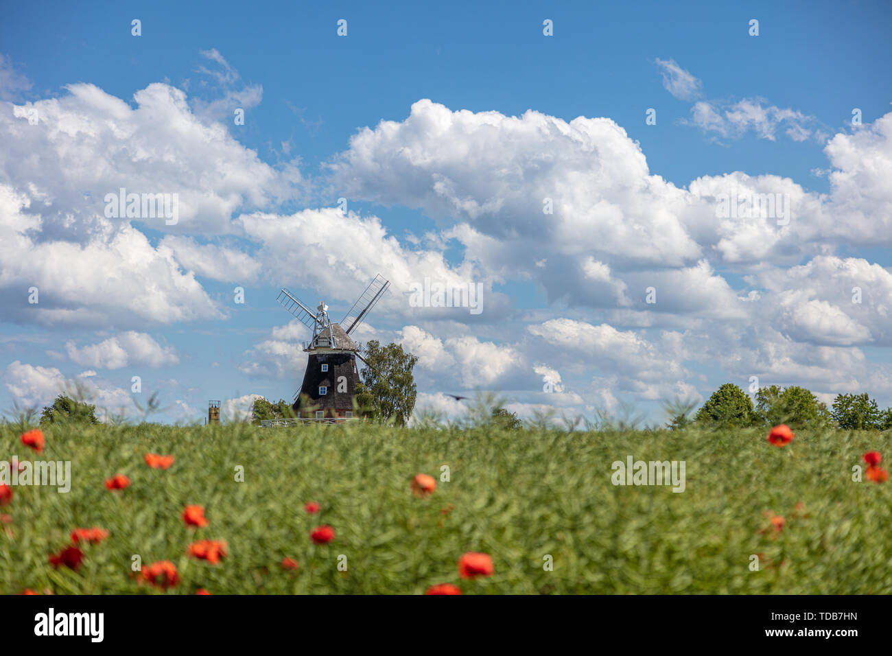 Un vieux moulin se dresse sur un champ de canola en face d'un ciel bleu avec des nuages blancs Banque D'Images