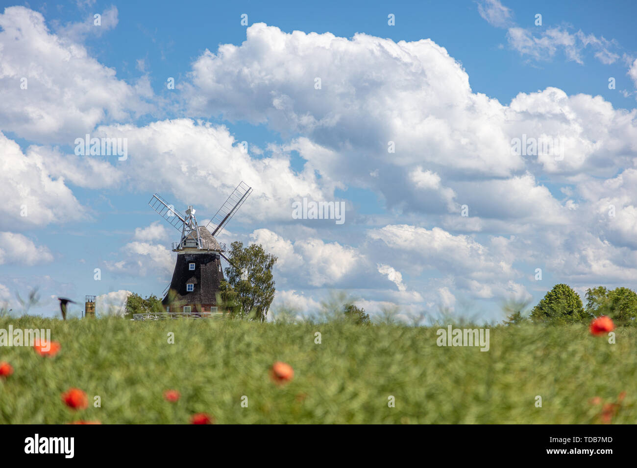 Un vieux moulin se dresse sur un champ de canola en face d'un ciel bleu avec des nuages blancs Banque D'Images