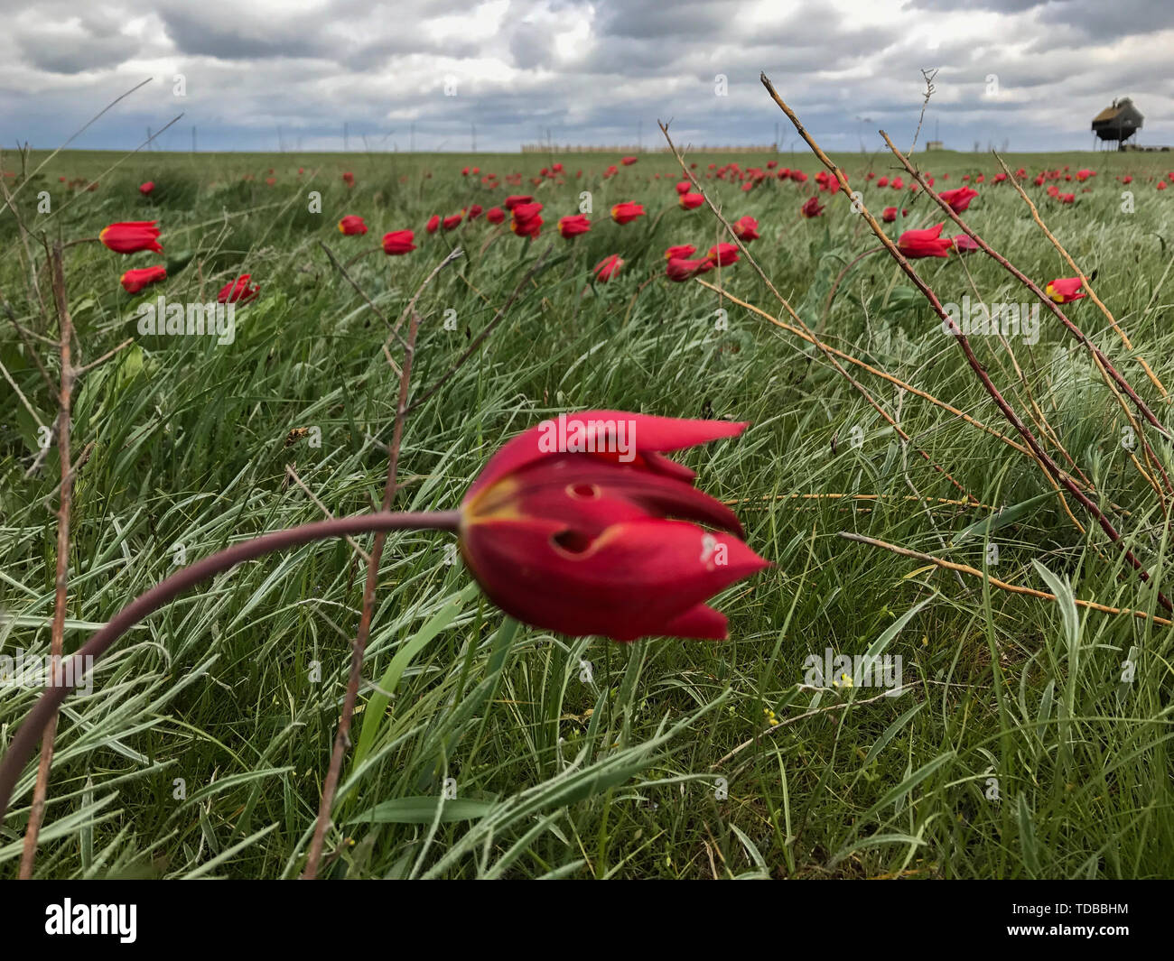 Le vent souffle un champ de coquelicots rouges dans la journée Banque D'Images