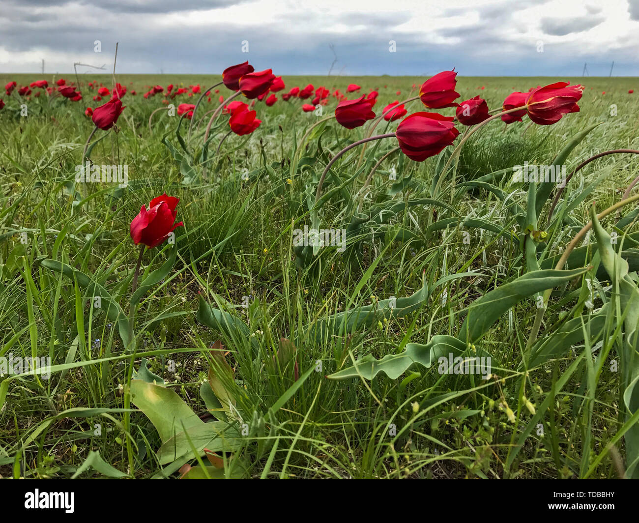 Le vent souffle un champ de coquelicots rouges dans la journée Banque D'Images