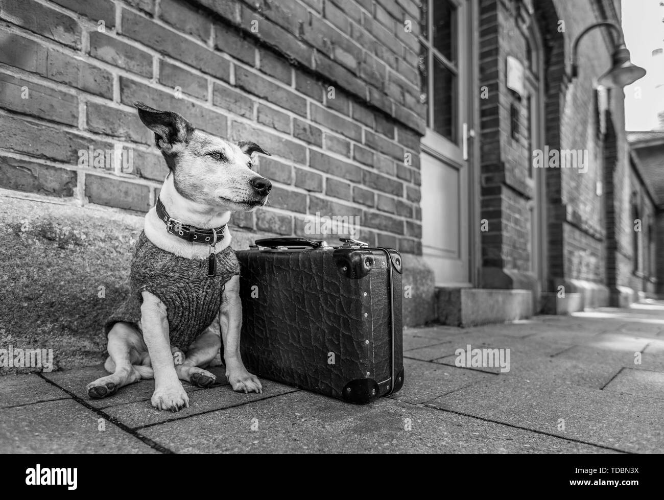 Jack Russell chien abandonné et laissé tout seul sur la route ou de la rue, avec une assurance sac , ne demandant qu'à être adopté Banque D'Images