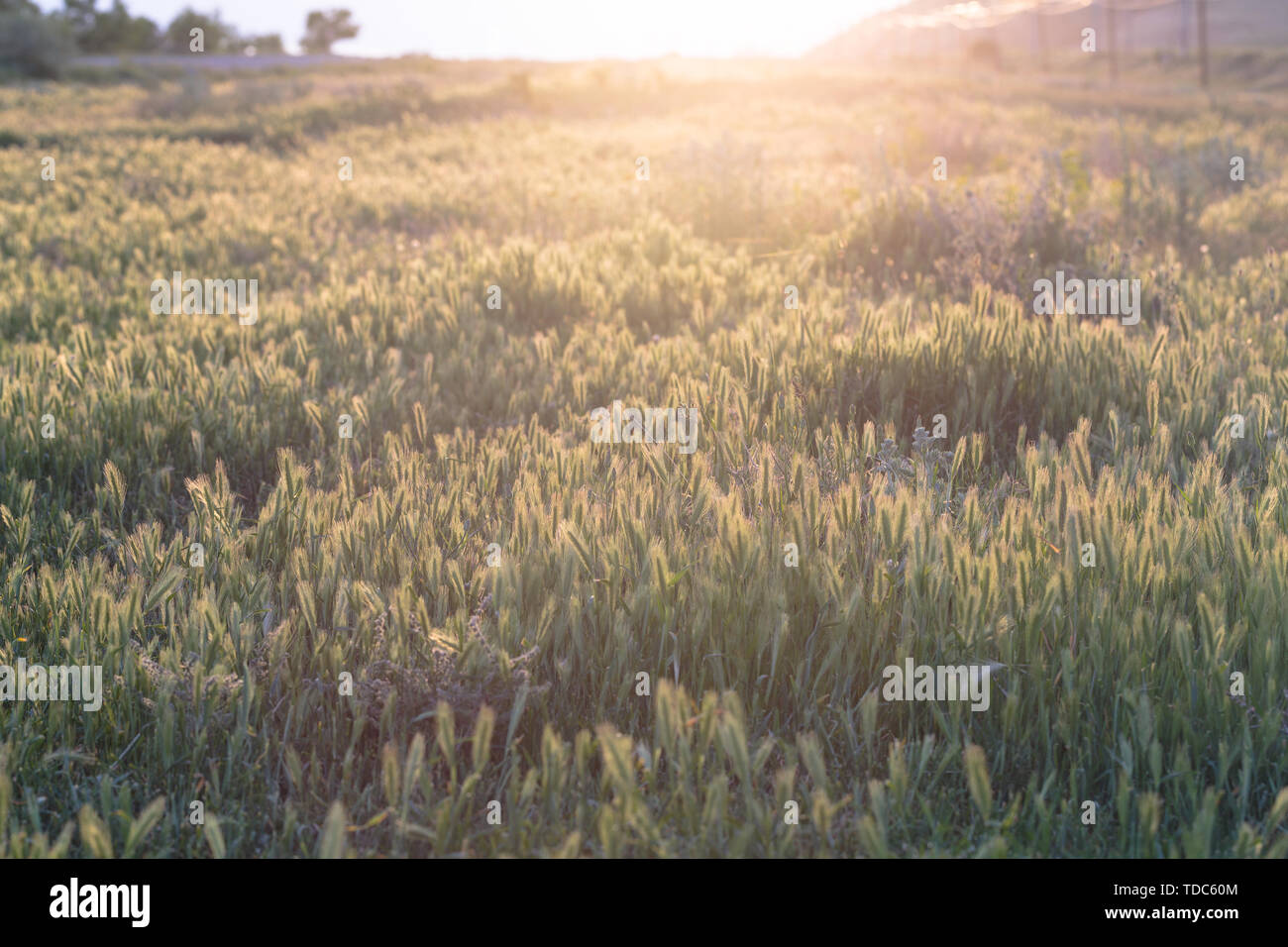 Photo d'un champ en fleurs dans des couleurs chaudes avec de la végétation Banque D'Images