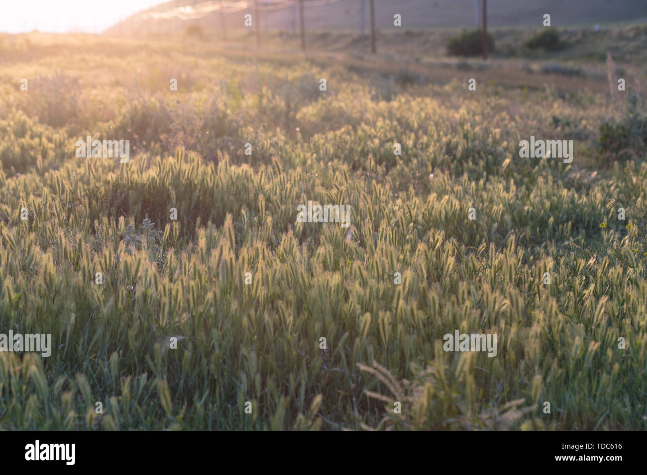 Photo d'un champ en fleurs dans des couleurs chaudes avec de la végétation Banque D'Images