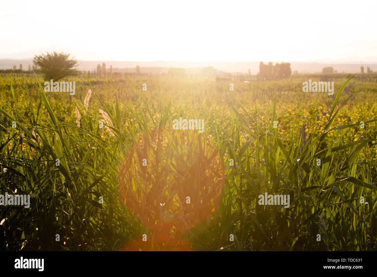 Photo d'un champ en fleurs dans des couleurs chaudes avec de la végétation Banque D'Images