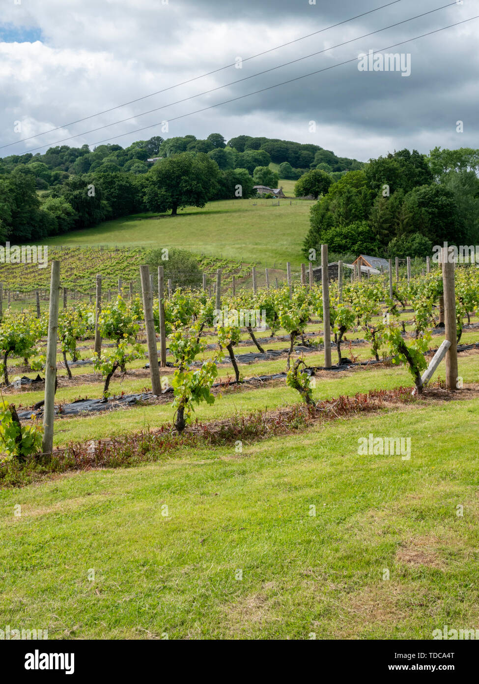 Vignes du vignoble au Pain de Sucre près de Abergavenny Wales UK Banque D'Images