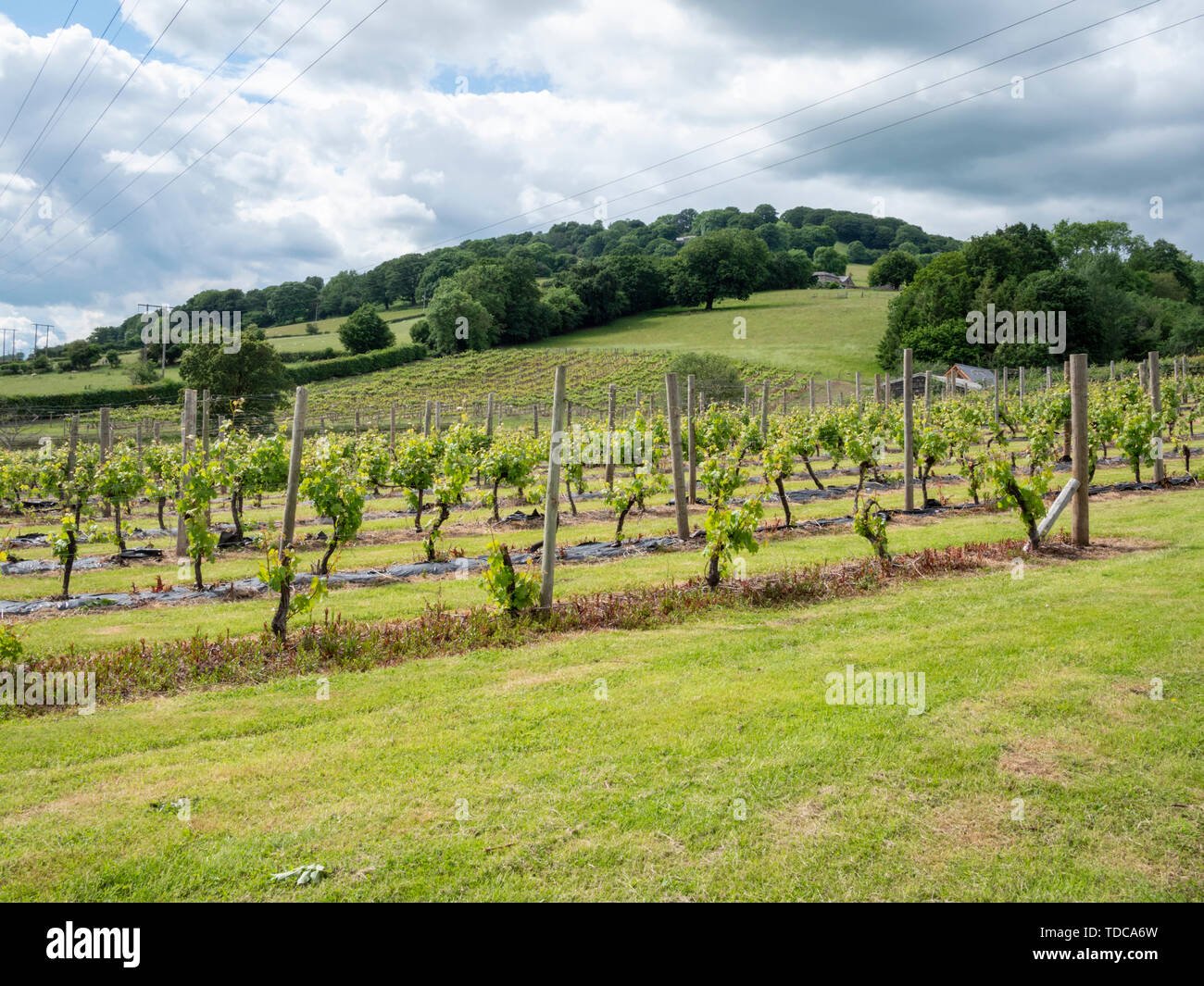 Vignes du vignoble au Pain de Sucre près de Abergavenny Wales UK Banque D'Images