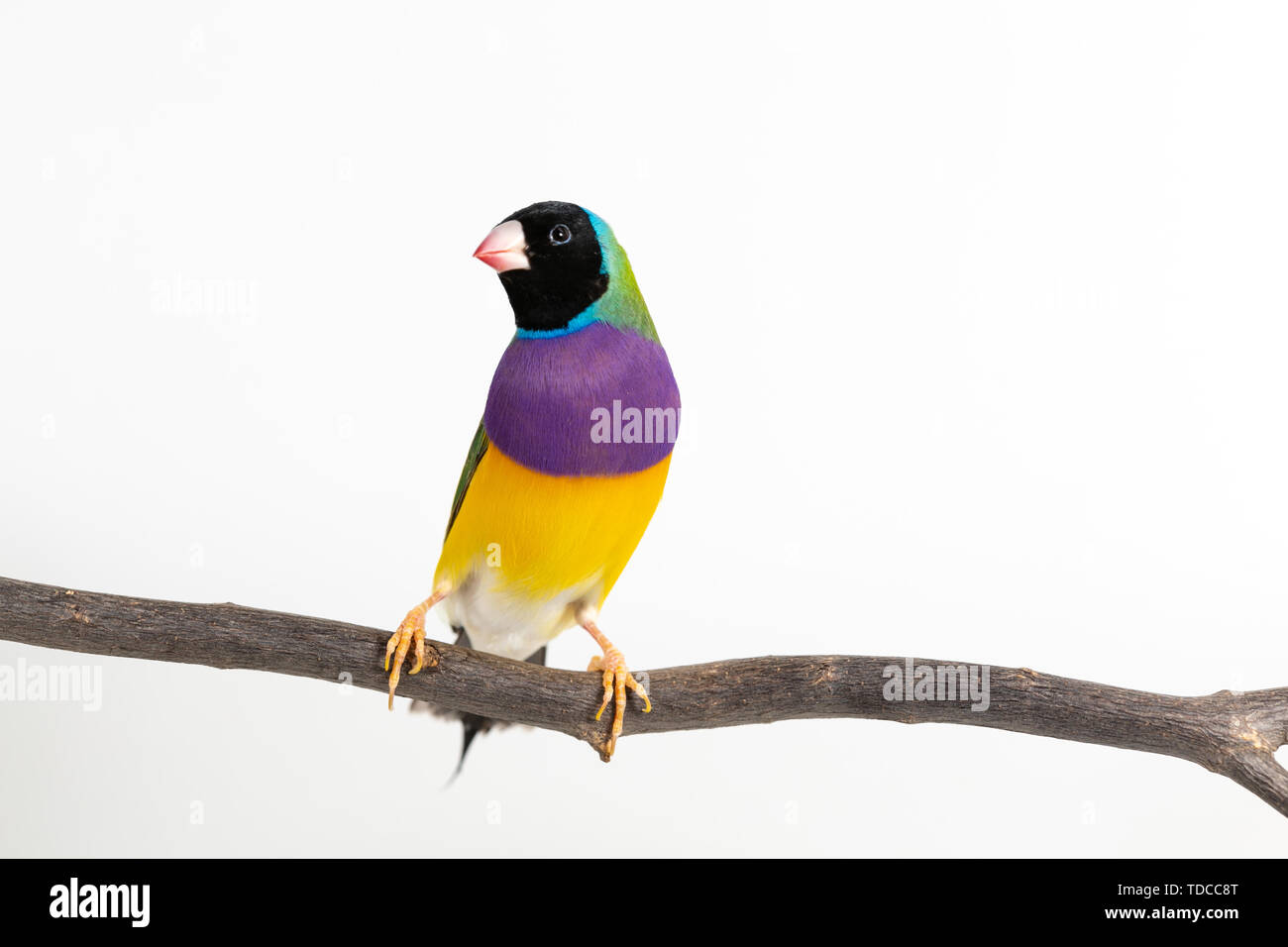 Gouldian finch colorés Oiseau (Erythrura gouldiae) sur fond blanc Banque D'Images
