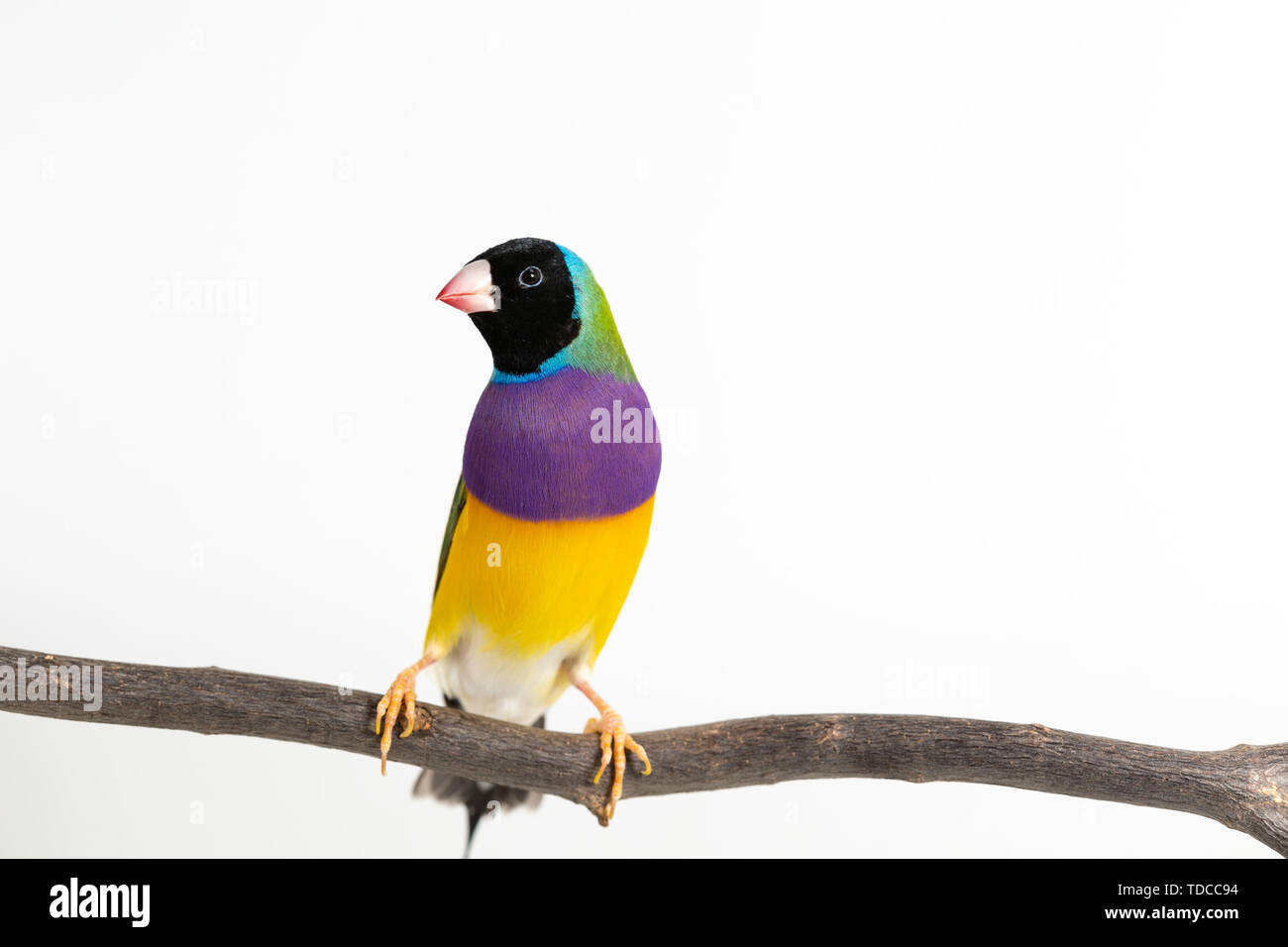 Gouldian finch colorés Oiseau (Erythrura gouldiae) sur fond blanc Banque D'Images