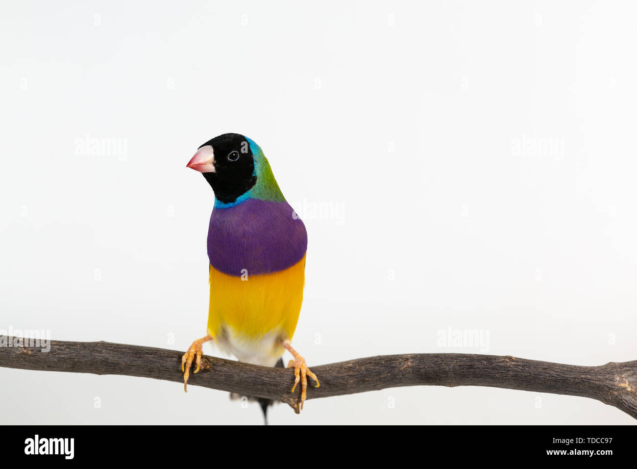 Gouldian finch colorés Oiseau (Erythrura gouldiae) sur fond blanc Banque D'Images