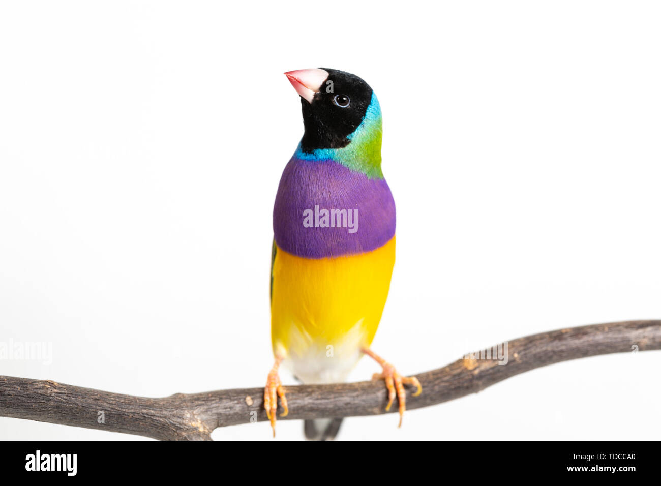 Gouldian finch colorés Oiseau (Erythrura gouldiae) sur fond blanc Banque D'Images