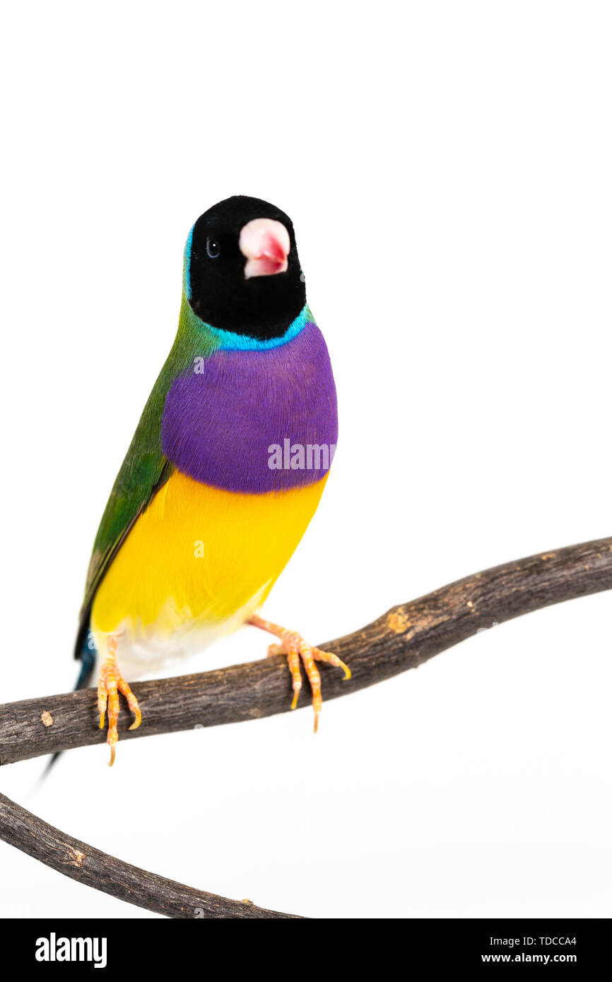 Gouldian finch colorés Oiseau (Erythrura gouldiae) sur fond blanc Banque D'Images