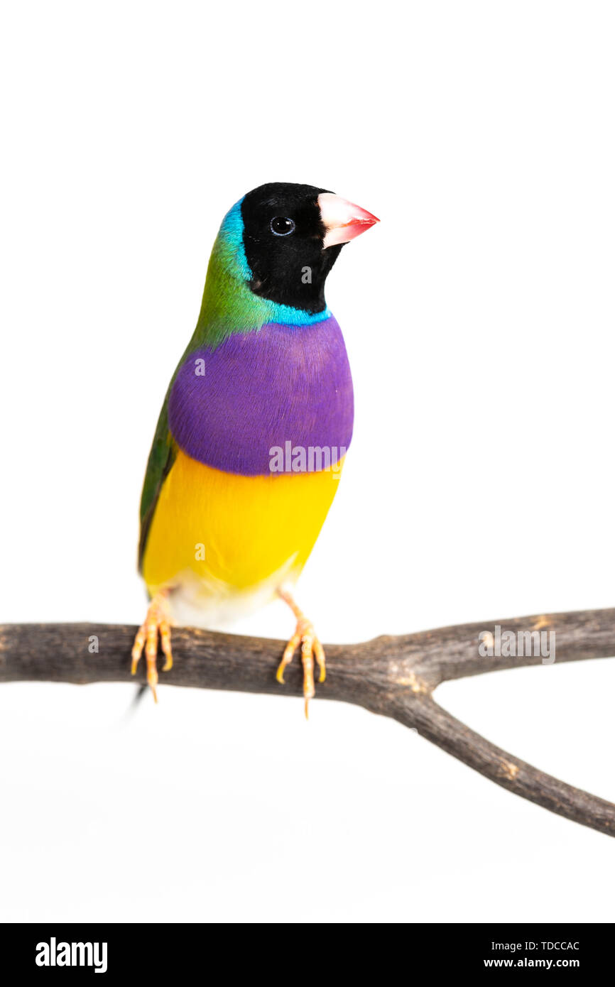 Gouldian finch colorés Oiseau (Erythrura gouldiae) sur fond blanc Banque D'Images