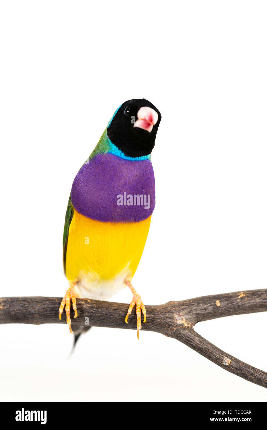 Gouldian finch colorés Oiseau (Erythrura gouldiae) sur fond blanc Banque D'Images