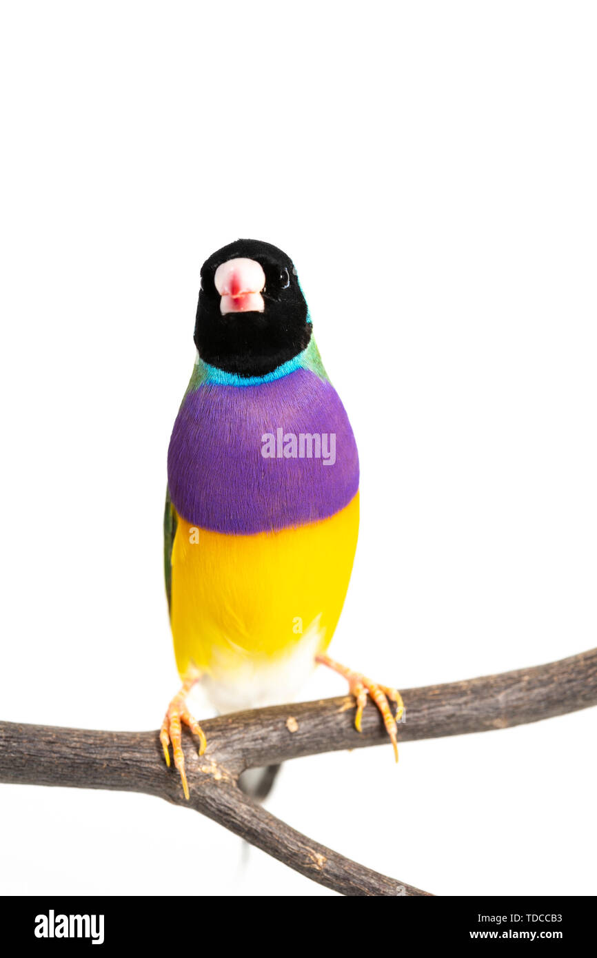 Gouldian finch colorés Oiseau (Erythrura gouldiae) sur fond blanc Banque D'Images