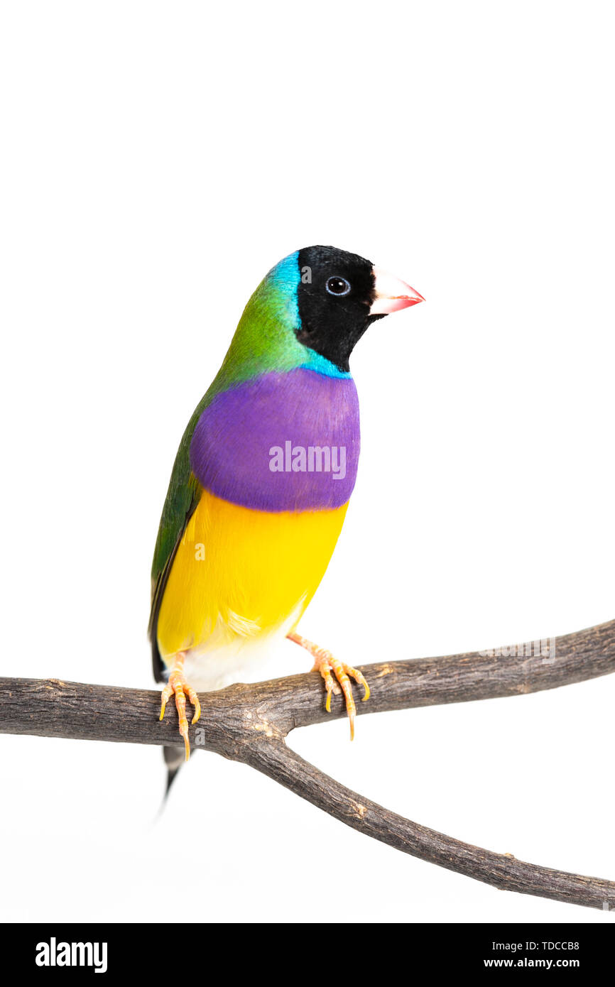 Gouldian finch colorés Oiseau (Erythrura gouldiae) sur fond blanc Banque D'Images