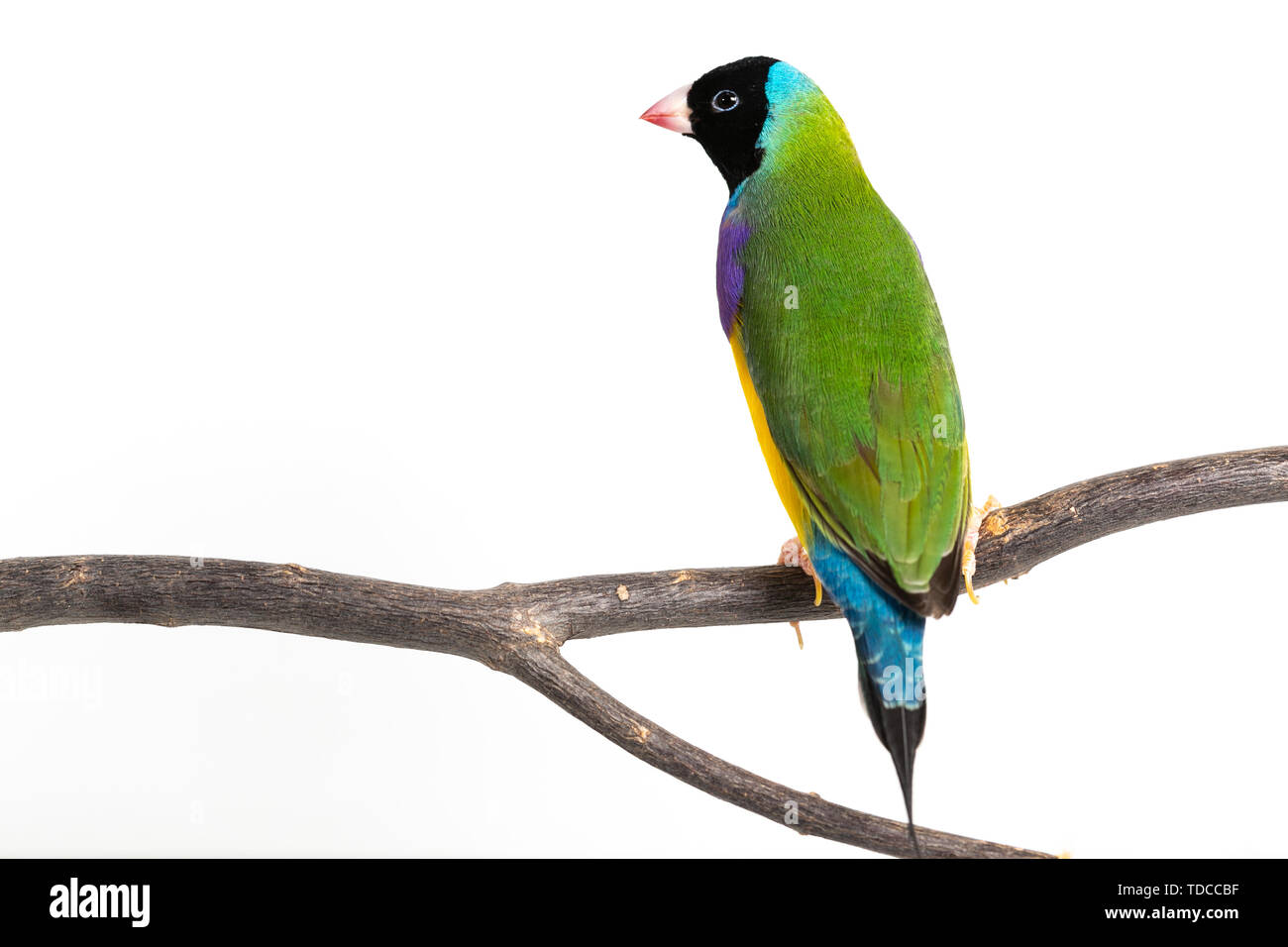 Gouldian finch colorés Oiseau (Erythrura gouldiae) sur fond blanc Banque D'Images