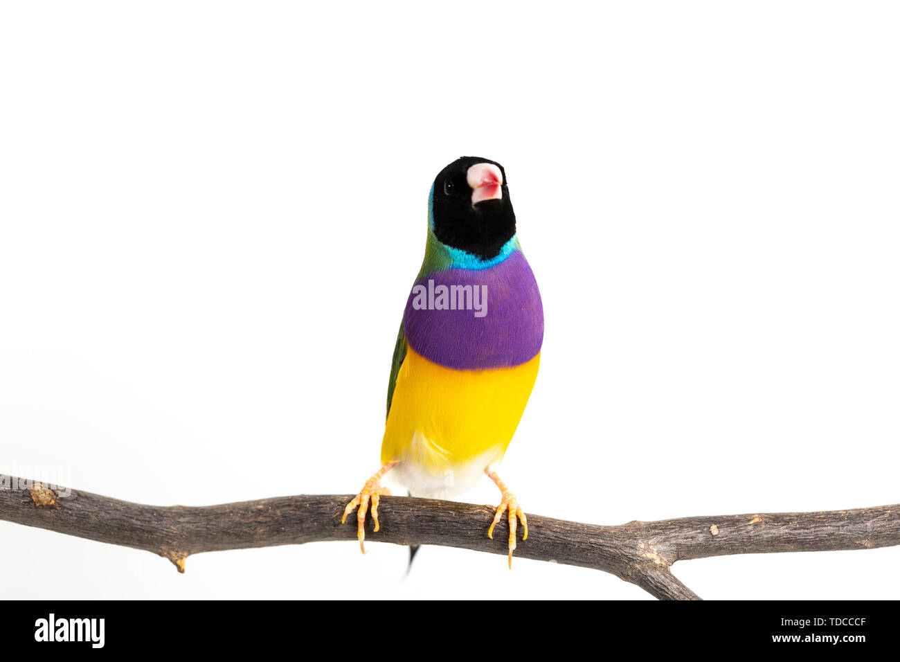 Gouldian finch colorés Oiseau (Erythrura gouldiae) sur fond blanc Banque D'Images